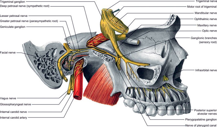 Standring, Infratemporal and pterygopalatine fossae and temporomandibular joint